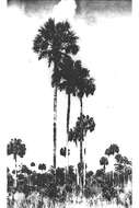 Image of Cabbage Palm