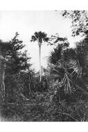 Image of Cabbage Palm