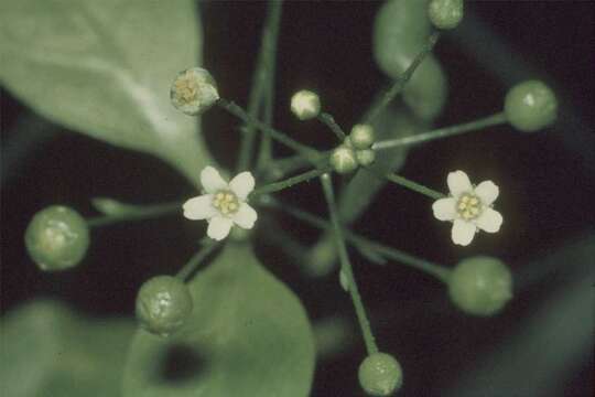 Imagem de Samolus valerandi subsp. parviflorus (Raf.) Hulten