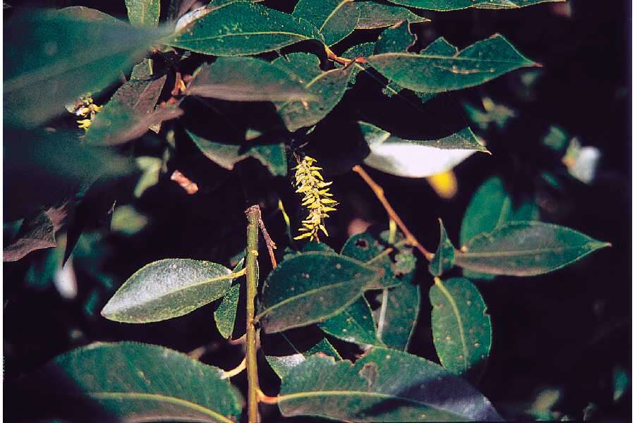 Imagem de Salix pentandra L.