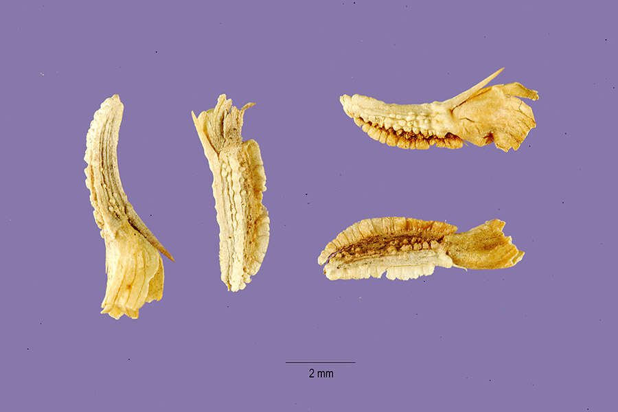 Imagem de Sanvitalia procumbens Lam.