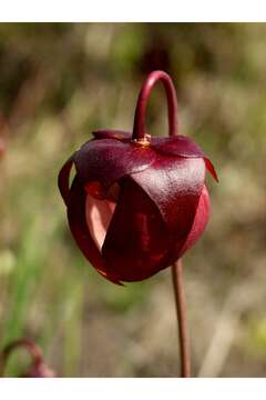 Image of parrot pitcherplant