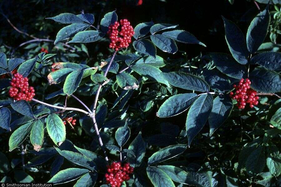 Image of Red-berried Elder