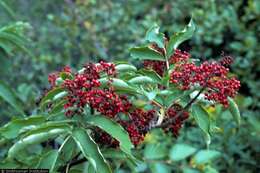 Image of red elderberry