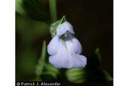 Salvia reflexa Hornem. resmi