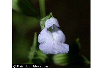 Salvia reflexa Hornem. resmi