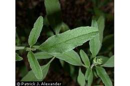 Image of lanceleaf sage