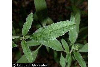 Salvia reflexa Hornem. resmi