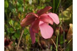 Image of Rosy Pitcherplant