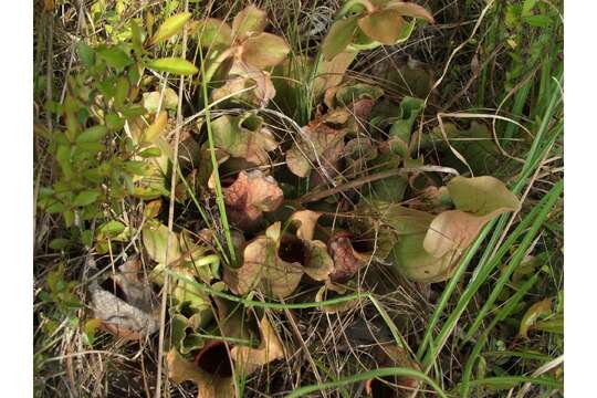 Image of Rosy Pitcherplant