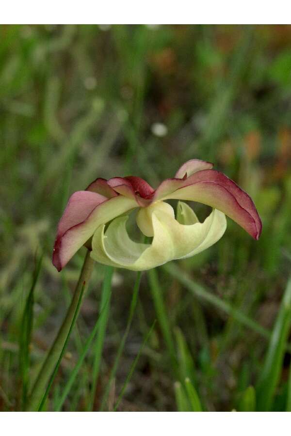 Image of Rosy Pitcherplant