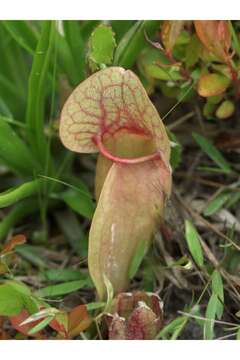 Image of Rosy Pitcherplant