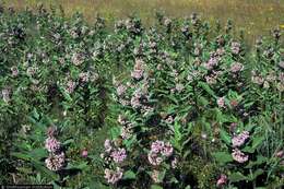 Image of milkweed