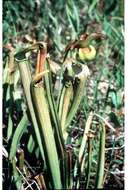 Image of Sweet pitcher plant