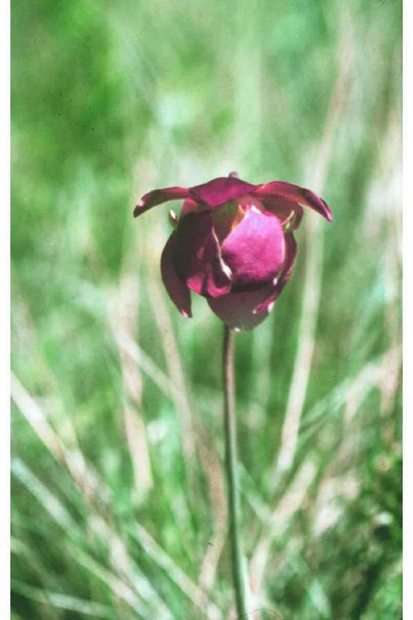 Image of Sweet pitcher plant