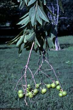 Image of wingleaf soapberry