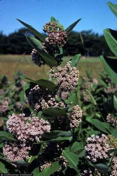 Image of milkweed