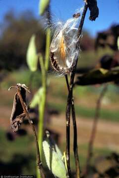 Image of milkweed