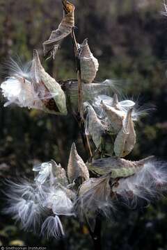 Image of milkweed