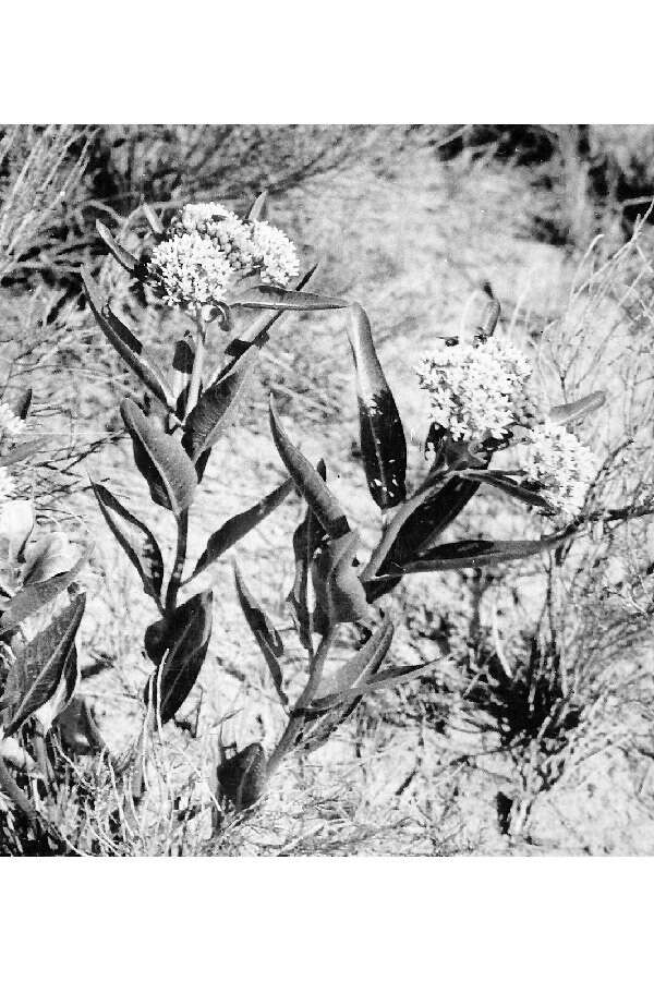 Image of milkweed