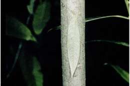 Image of silky willow