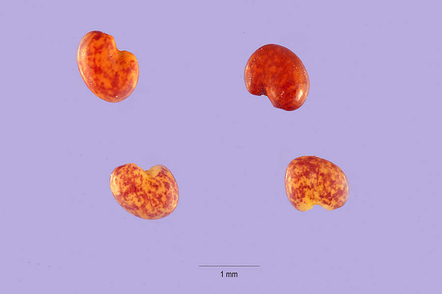 Imagem de Astragalus contortuplicatus L.