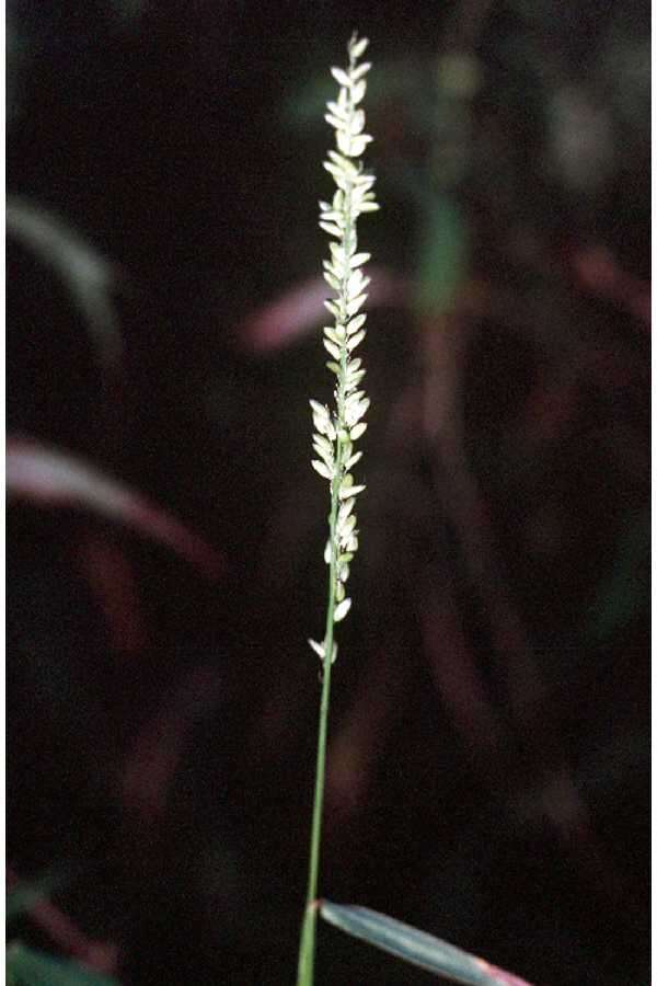 Plancia ëd Sacciolepis striata (L.) Nash