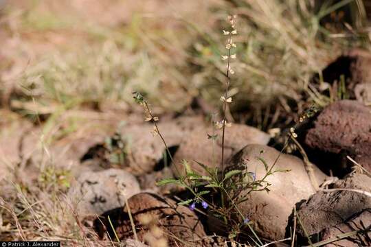 Image of sawtooth sage