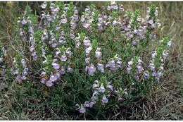 Image of Texas sage