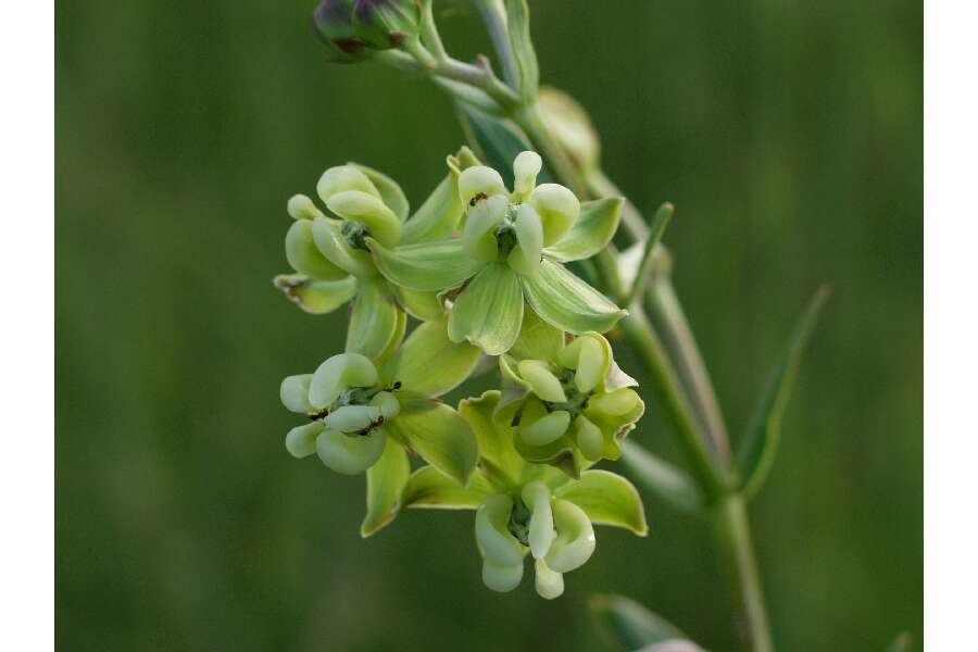 Imagem de Asclepias connivens Baldw. ex Ell.