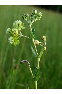 Image of Large-Flower Milkweed