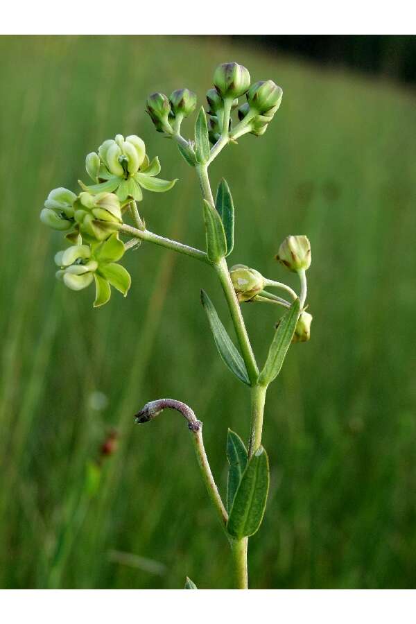 Imagem de Asclepias connivens Baldw. ex Ell.