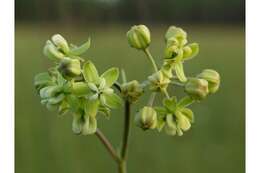 Imagem de Asclepias connivens Baldw. ex Ell.