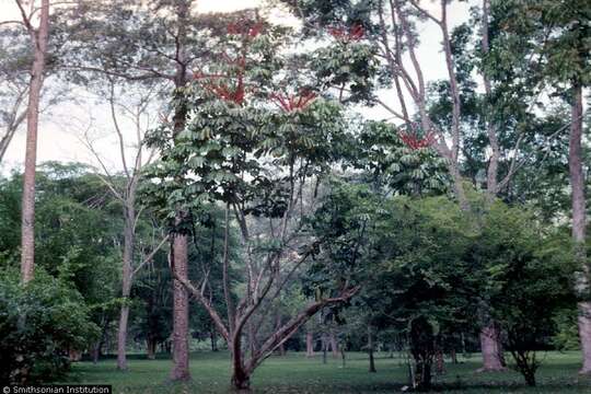 Image of octopus tree