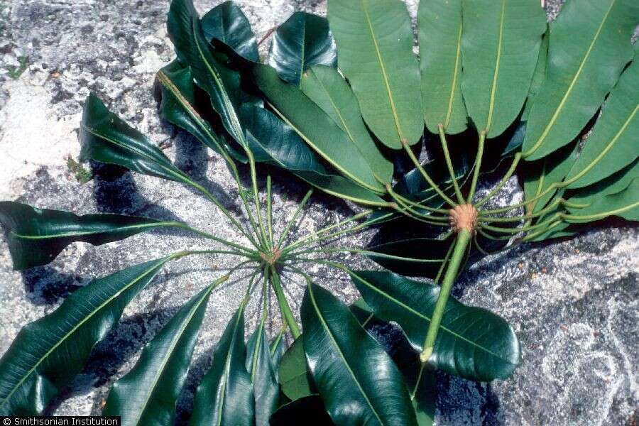 Image de Schefflera actinophylla (Endl.) Harms