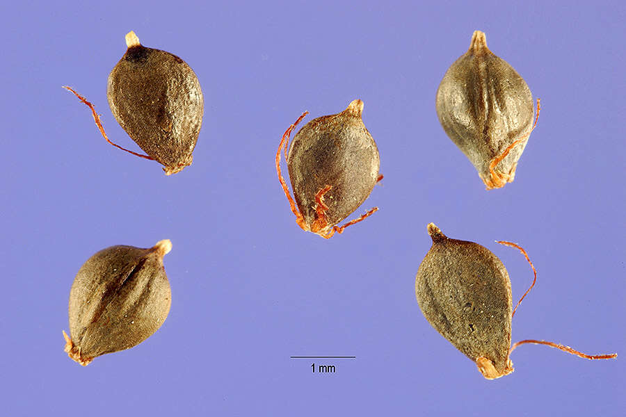 Plancia ëd Schoenoplectus acutus var. acutus