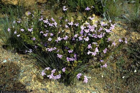 Image of Fan Flower