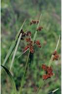 Image of green bulrush