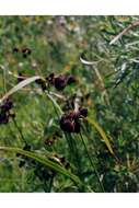 Image of green bulrush