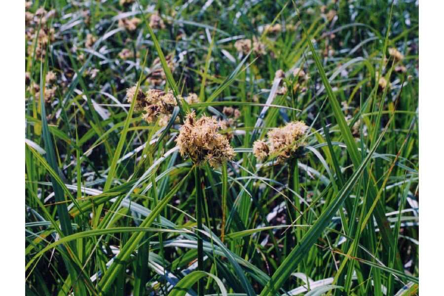 Image of green bulrush