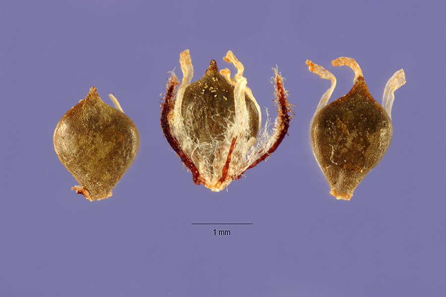 Plancia ëd Schoenoplectus californicus (C. A. Mey.) Soják