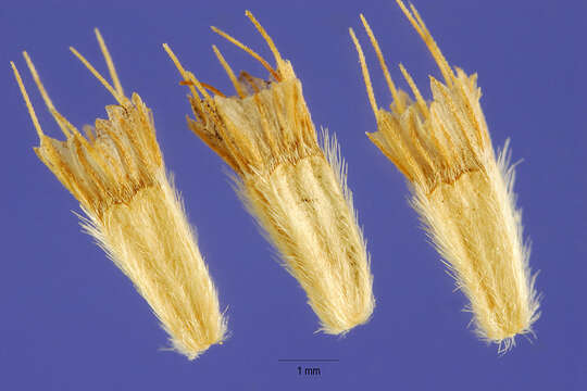 Image of Lomelosia caucasica (Bieb.) Greuter & Burdet