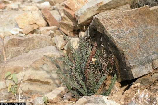 Image of Cochise scaly cloakfern