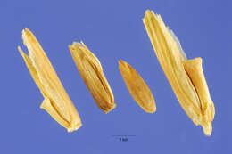 Image de Sclerochloa