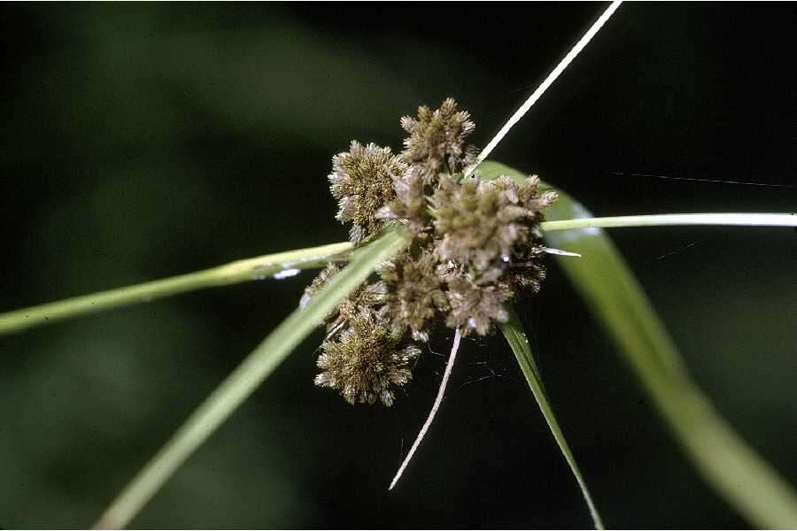 Image of Georgia bulrush