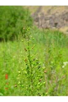 Scrophularia lanceolata Pursh resmi