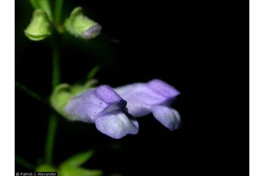 Image of blue skullcap