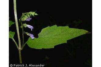 Sivun Scutellaria lateriflora L. kuva