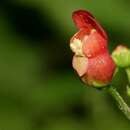 Image of Organ Mountain figwort