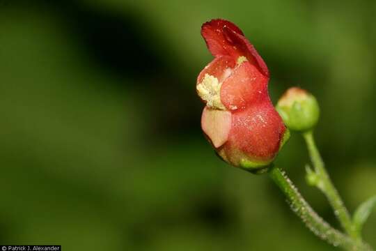 Scrophularia laevis Wooton & Standley resmi